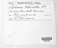 Sphaeria latericolla image